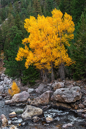 Colorado Stream Aspen