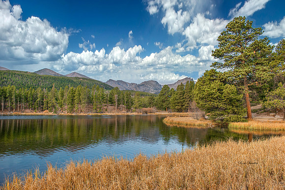 Sprague Lake Grasses Rocky Mountain National Park