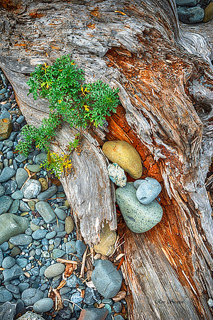 Crescent Beach Driftwood, CA