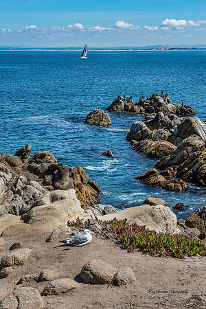 Monterey Coast Rocks w Seagull - Monterey California