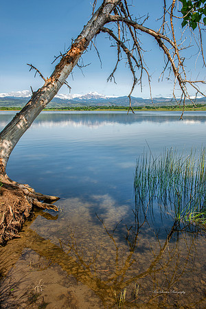 Longs Peak at McIntosh Lake Hanging Tree Longmont CO