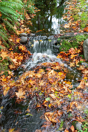Lincoln City, OR Aquarium Stream