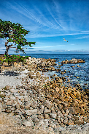 North Monterey Coast with Cypress - Monterey California