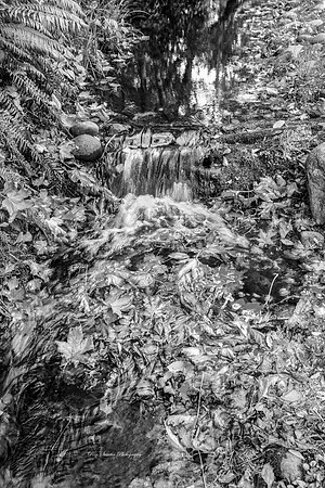 Lincoln City Aquarium Stream BW
