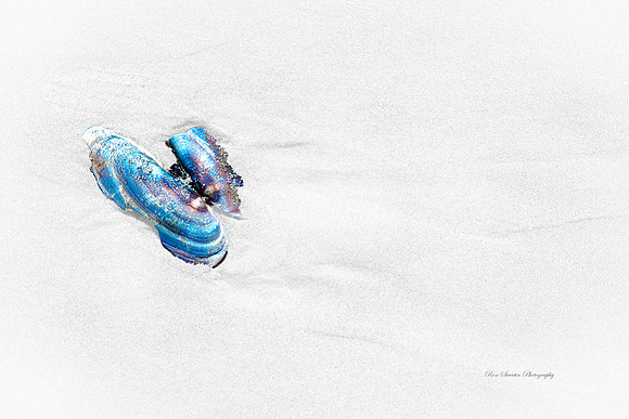 Treasure in the Sand Cannon Beach Oregon