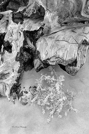 Seaweed Shelter Lincoln City Oregon BW