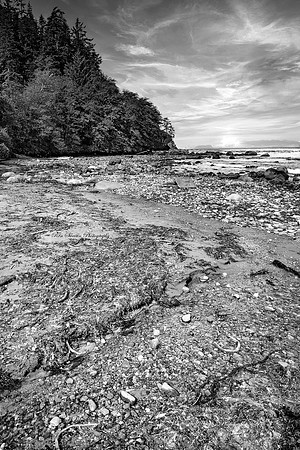 Nea Bay Feeder Stream Washington BW