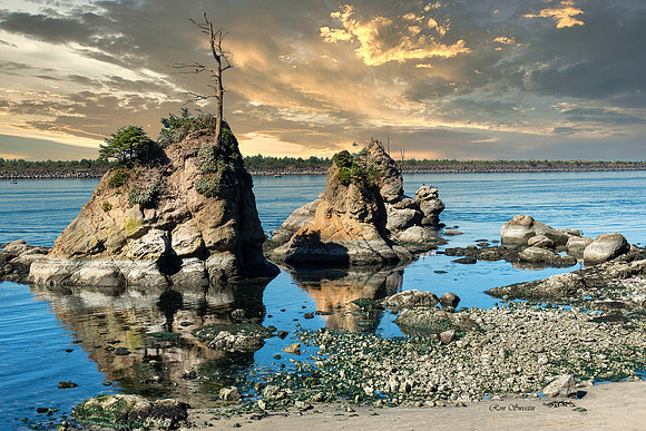 Oregon Rock Tree
