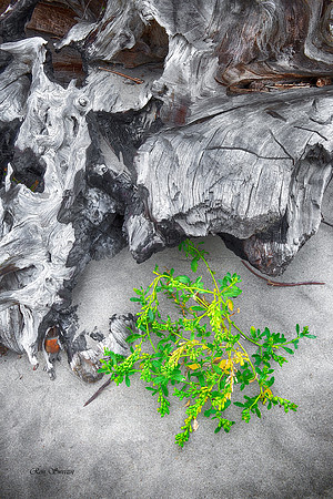 Log with Sea Weed