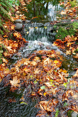Oregon Autumn Flow
