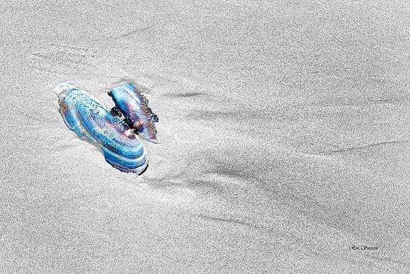 Treasure in the Sand Cannon Beach Oregon