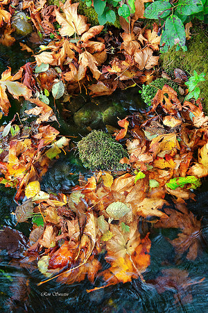 Oregon Autumn