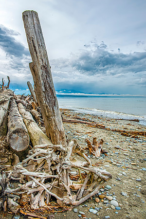 Dungeounous Spit Shore Driftwood Washington Coast