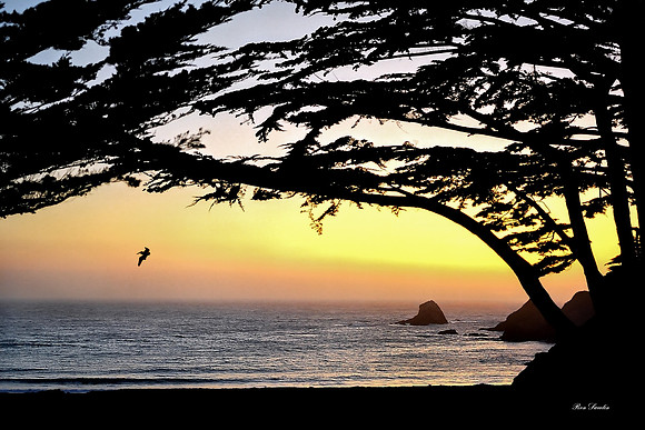 Elk Cove, CA Sunset