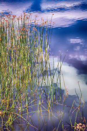 McIntosh Reeds