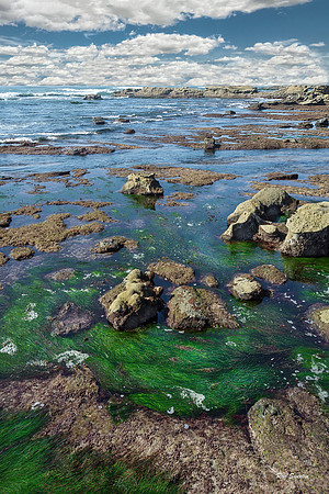 Tidal Pool, California Coast