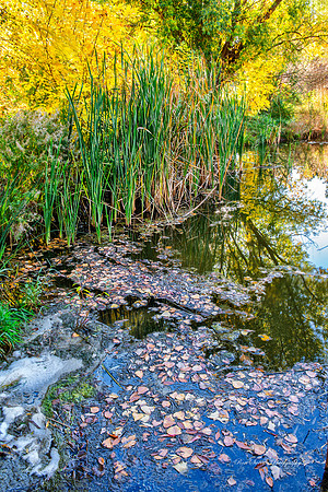 Benson Sculpture Garden Pond Reeds Loveland Colorado