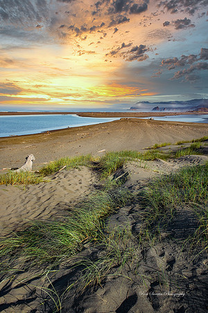 Oregon Coastal Sand Grass 1