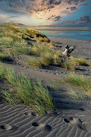 Oregon Beach Grass
