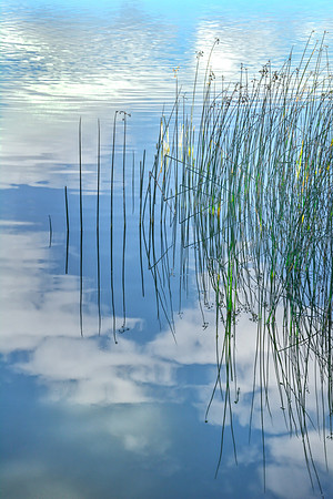 Reeds