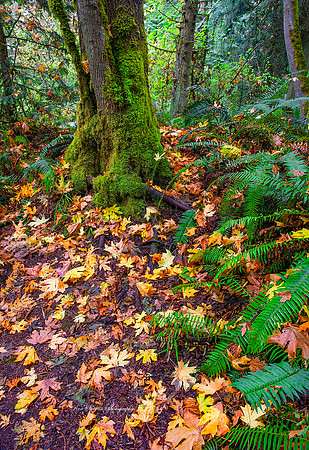 Dungeonous Spit Trail 3 Washington