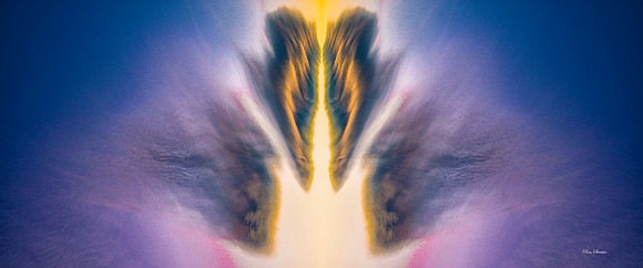 Angel Wings 36 by 15