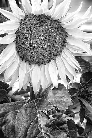 Sunflower Loveland, CO