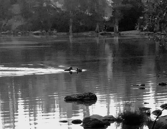 Mama TAXI 3 BW Jackson Hole. WY