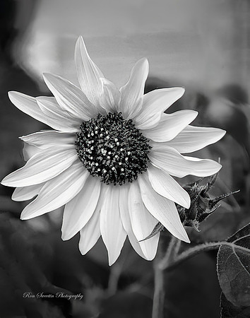 Sunflower 2 Berthoud, CO