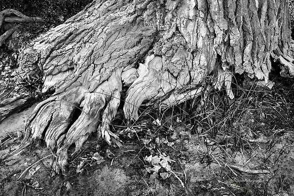 Tree Toes Longmont, CO