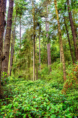 Dungeonous Spit Trail 1 Washington