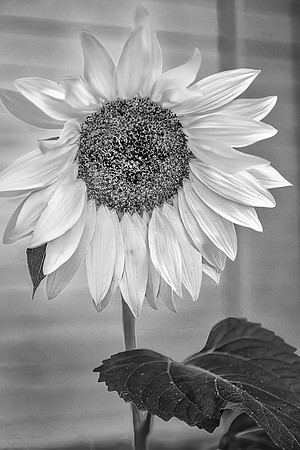 Sunflower 1 BW